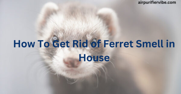 How To Get Rid of Ferret Smell in House